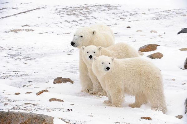 Canada-Manitoba-Churchill Mother polar bear and two cubs